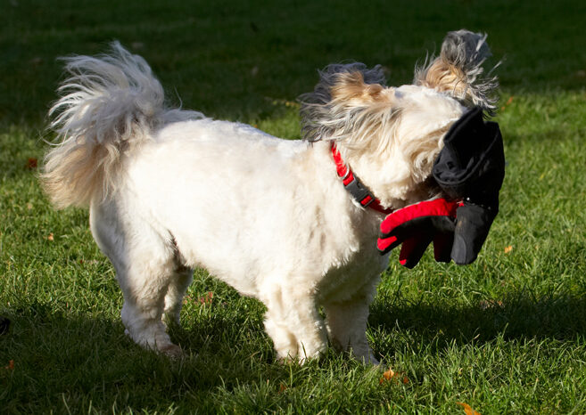 Dog, Dogs, Lhaso Apso, Monty, Trigger