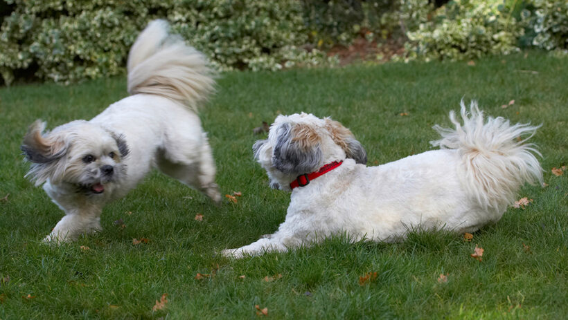 Dog, Dogs, Lhaso Apso, Monty, Trigger