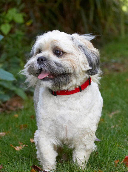 Dog, Dogs, Lhaso Apso, Monty, Tongue, Trigger