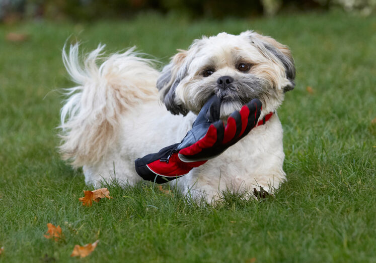 Dog, Dogs, Lhaso Apso, Monty, Trigger