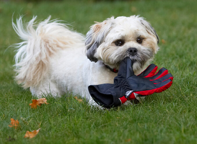 Dog, Dogs, Lhaso Apso, Monty, Trigger