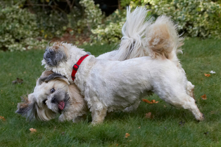 Dog, Dogs, Lhaso Apso, Monty, Tongue, Trigger