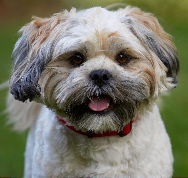 Dog, Dogs, Lhaso Apso, Monty, Tongue, Trigger