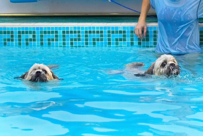 Dog, Dogs, Lhasa Apso, Monty, Pool, Swimming, Trigger