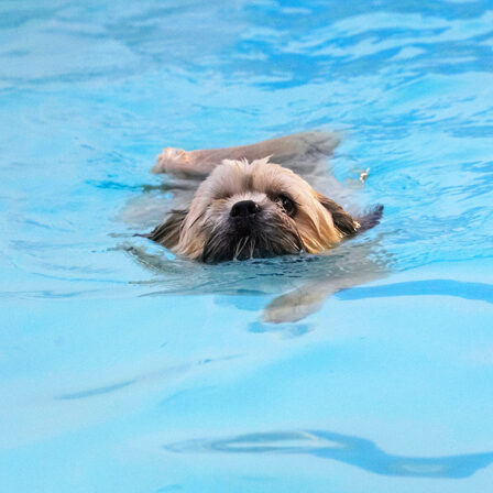 Dog, Dogs, Lhasa Apso, Monty, Pool, Swimming, Trigger