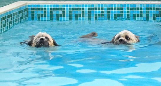 Dog, Dogs, Lhasa Apso, Monty, Pool, Swimming, Trigger