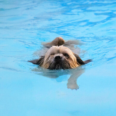 Dog, Dogs, Lhasa Apso, Monty, Pool, Swimming, Trigger