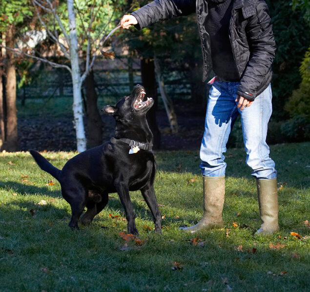 Charlie, Chow, Dog, Dogs, Frost, Labrador