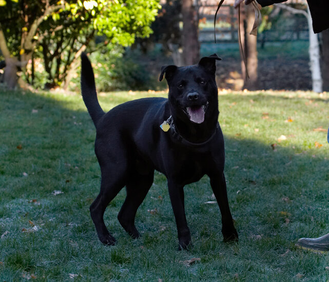 Charlie, Chow, Dog, Dogs, Frost, Labrador, Tongue