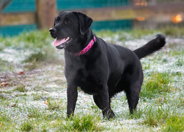 Breath, Dog, Dogs, Ellie, Frost, Labrador, Tongue