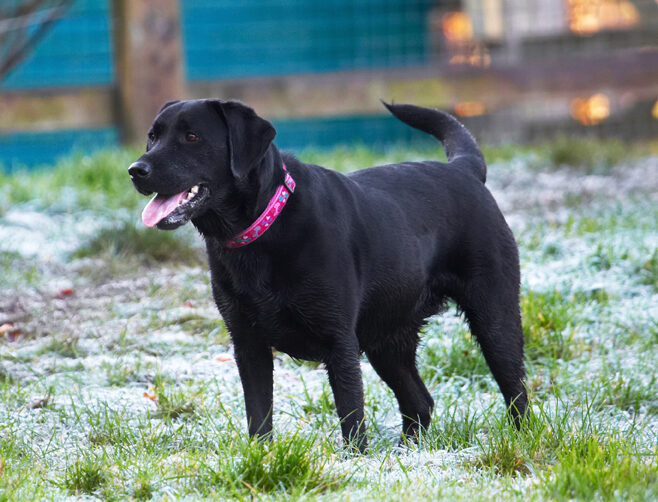 Dog, Dogs, Ellie, Frost, Labrador, Tongue