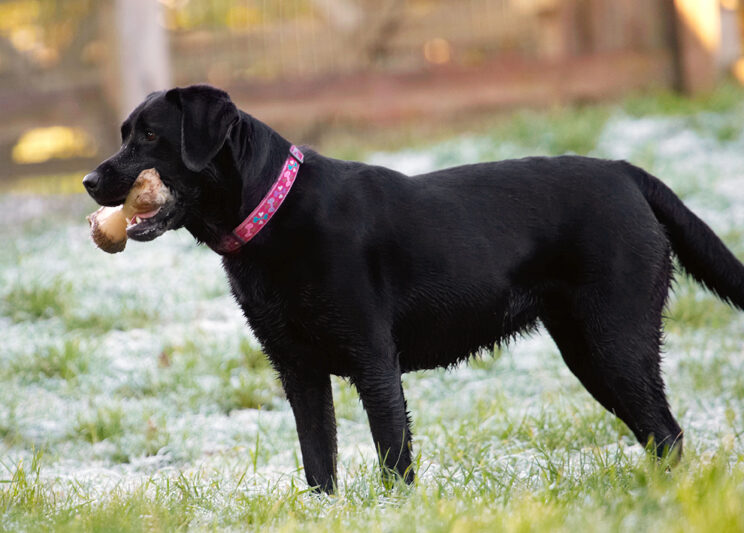 Bone, Dog, Dogs, Ellie, Frost, Labrador