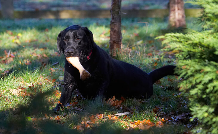 Bone, Dog, Dogs, Ellie, Frost, Labrador