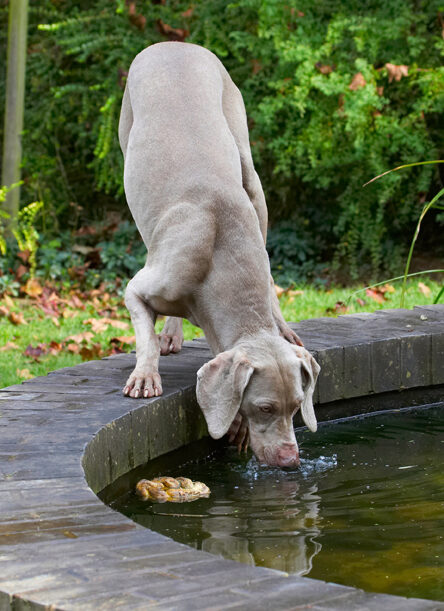 Dog, Dogs, Moon, Weimaraner