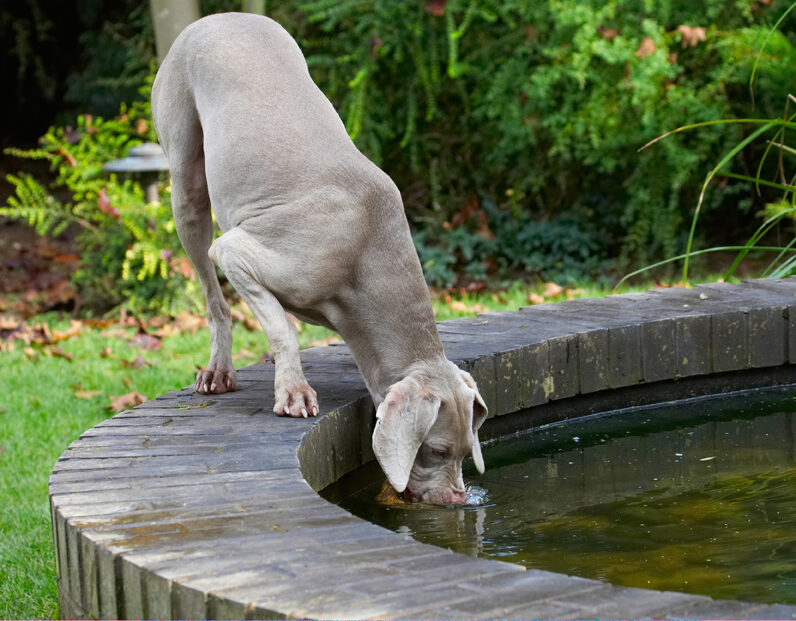 Dog, Dogs, Moon, Weimaraner