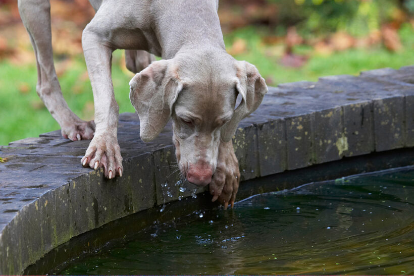 Dog, Dogs, Moon, Weimaraner