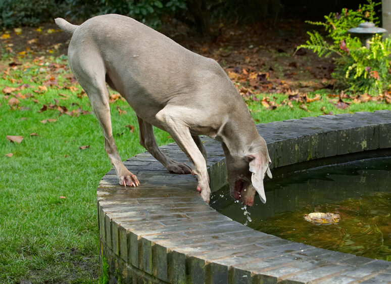 Dog, Dogs, Moon, Weimaraner