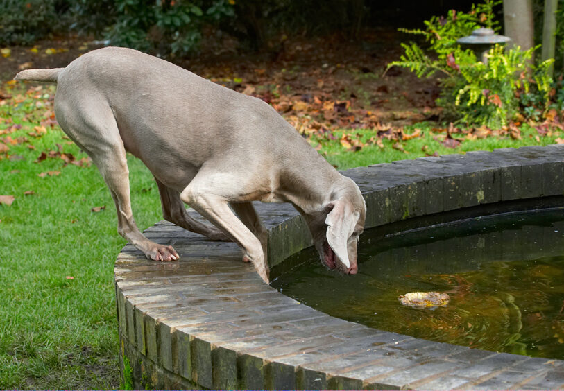 Dog, Dogs, Moon, Weimaraner
