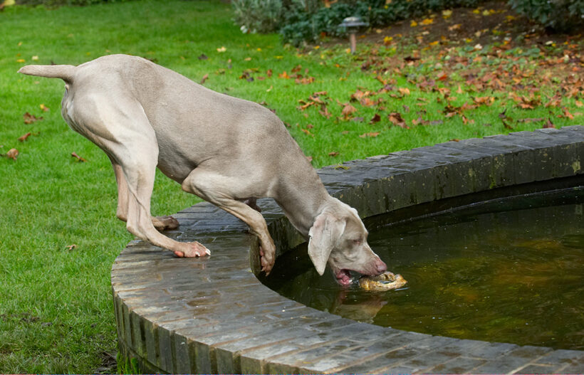 Dog, Dogs, Moon, Weimaraner