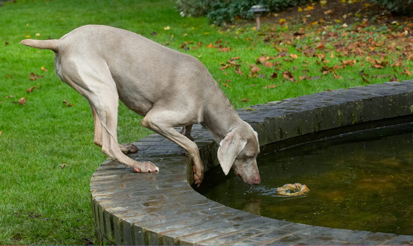 Dog, Dogs, Moon, Weimaraner