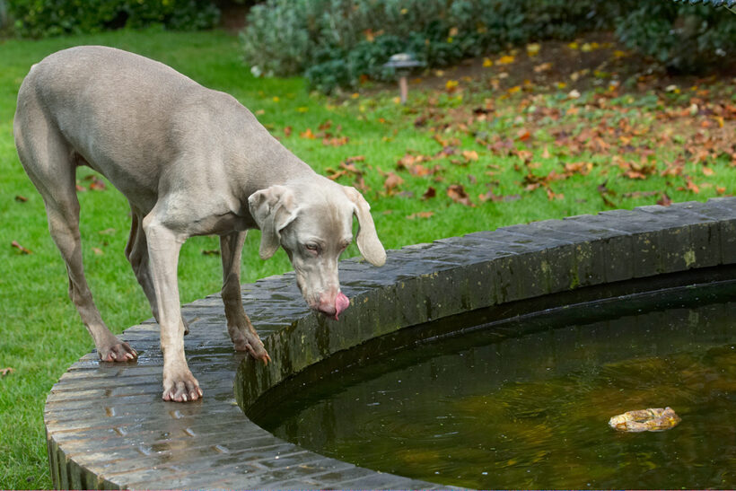 Dog, Dogs, Moon, Tongue, Weimaraner