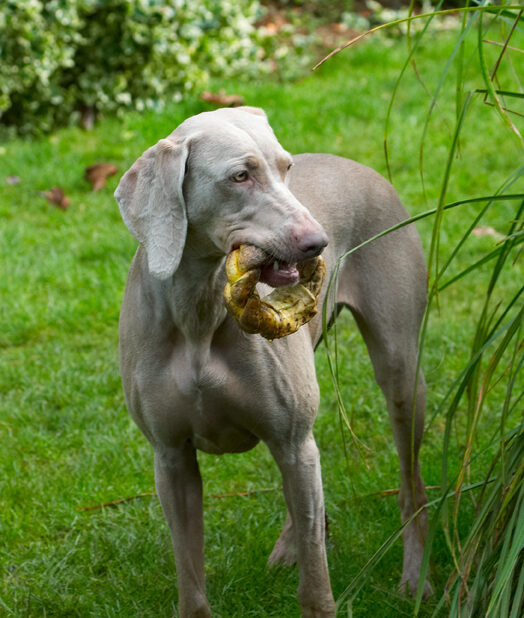 Dog, Dogs, Moon, Weimaraner