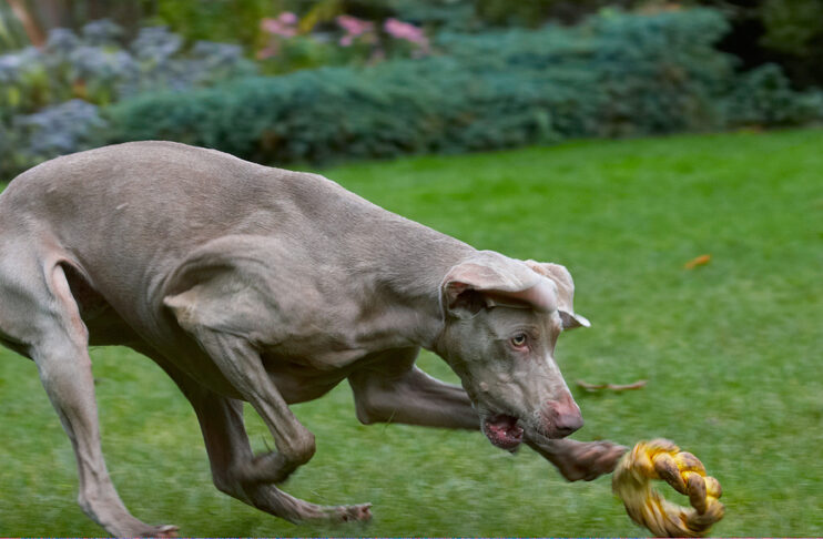 Dog, Dogs, Moon, Weimaraner