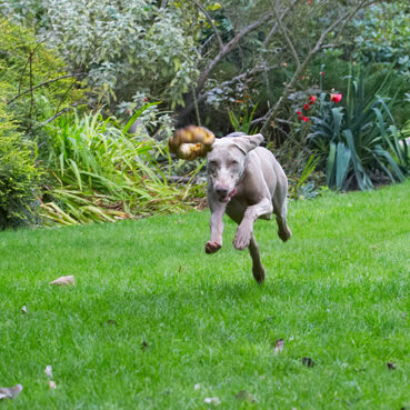 Dog, Dogs, Moon, Weimaraner