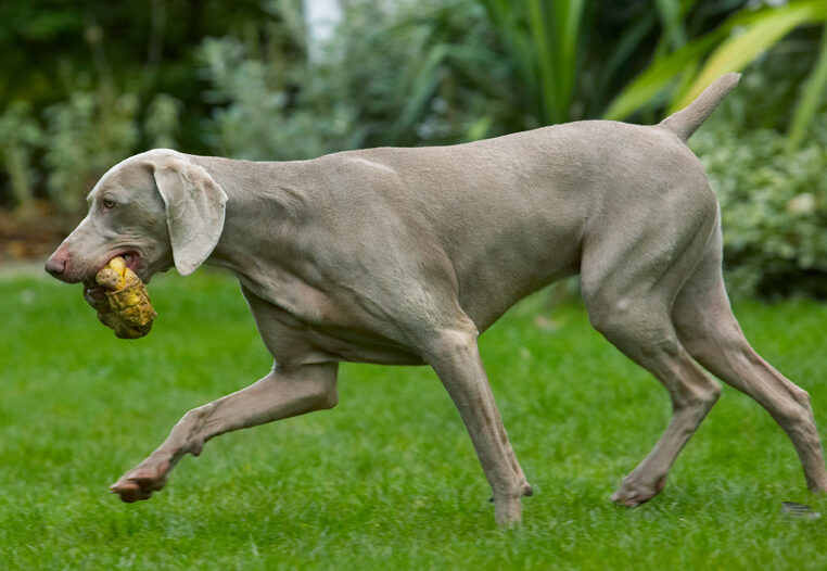 Dog, Dogs, Moon, Weimaraner