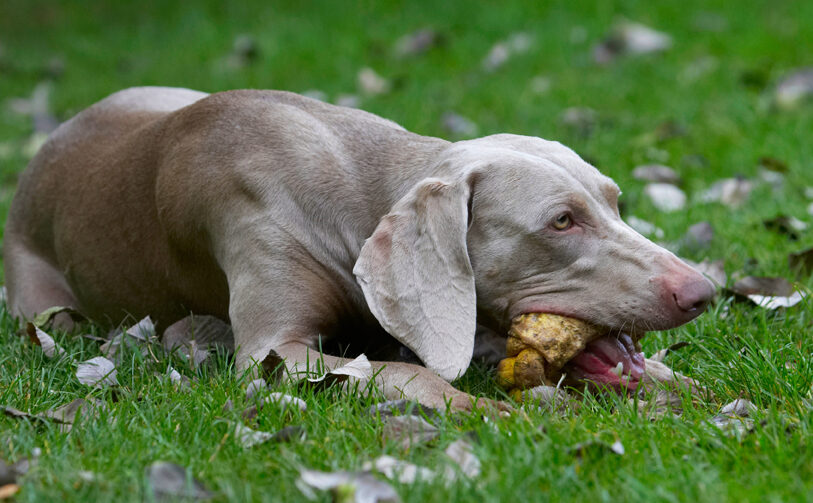 Dog, Dogs, Moon, Weimaraner