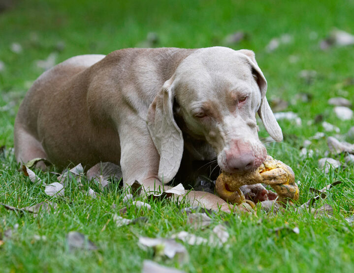 Dog, Dogs, Moon, Weimaraner