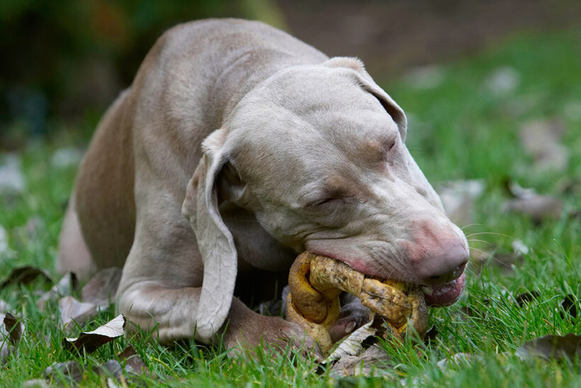 Dog, Dogs, Moon, Weimaraner
