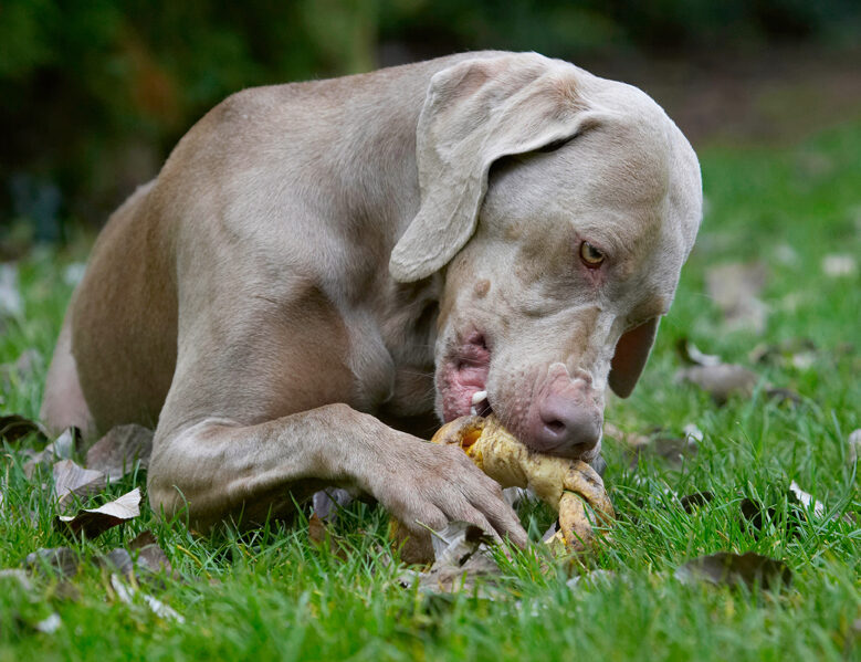 Dog, Dogs, Moon, Weimaraner