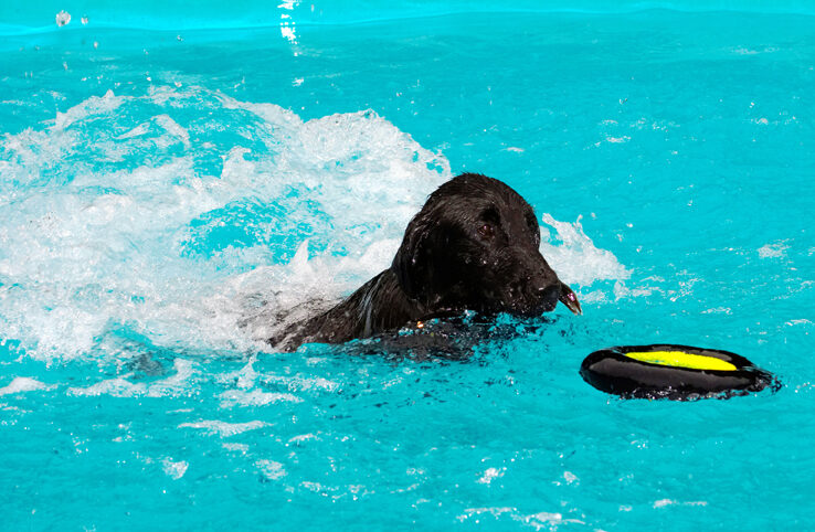Dog, Dogs, Flat Coated Retriever, Loki, Pool, Retrievers, Swimming