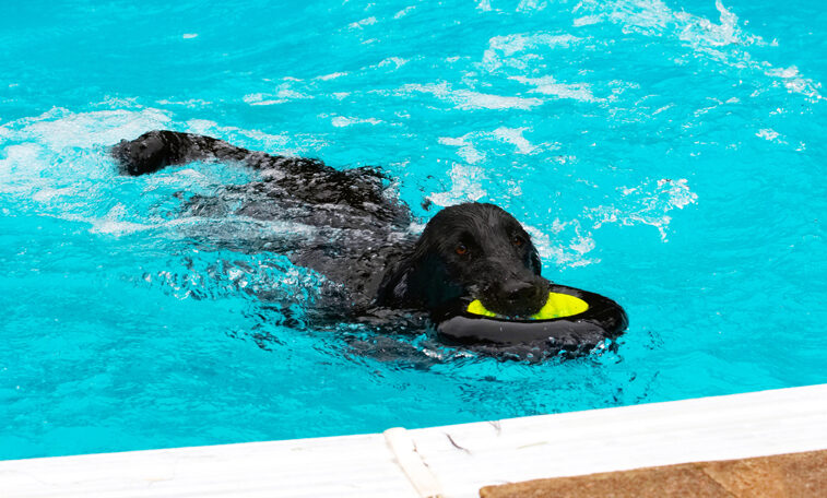 Dog, Dogs, Flat Coated Retriever, Loki, Pool, Retrievers, Swimming