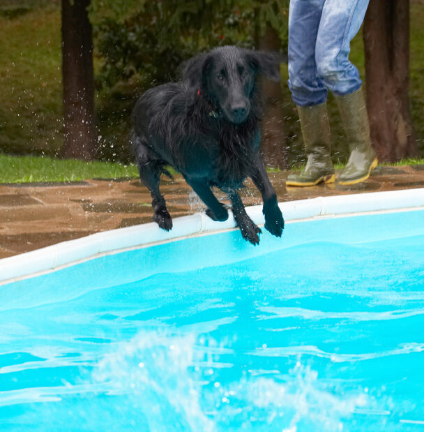 Dog, Dogs, Flat Coated Retriever, Loki, Pool, Retrievers, Swimming