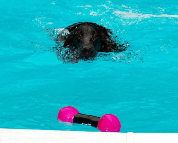 Dog, Dogs, Flat Coated Retriever, Loki, Pool, Retrievers, Swimming