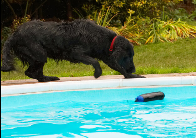 Dog, Dogs, Flat Coated Retriever, Loki, Pool, Retrievers, Swimming