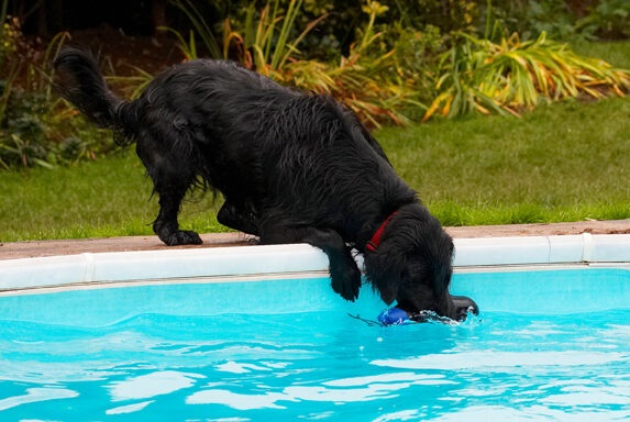 Dog, Dogs, Flat Coated Retriever, Loki, Pool, Retrievers, Swimming
