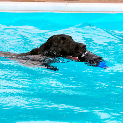 Dog, Dogs, Flat Coated Retriever, Loki, Retrievers