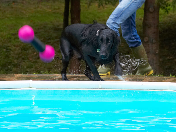 Dog, Dogs, Flat Coated Retriever, Loki, Pool, Retrievers, Swimming