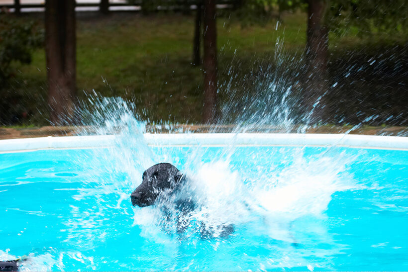 Dog, Dogs, Flat Coated Retriever, Loki, Retrievers, Swimming Pool