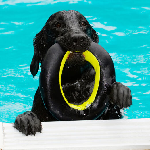 Dog, Dogs, Flat Coated Retriever, Loki, Pool, Retrievers, Swimming