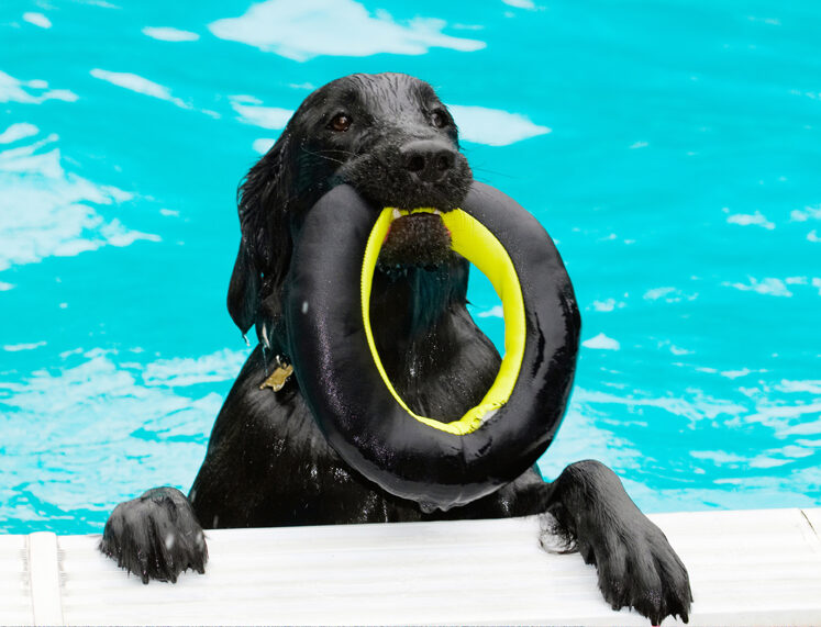 Dog, Dogs, Flat Coated Retriever, Loki, Pool, Retrievers, Swimming