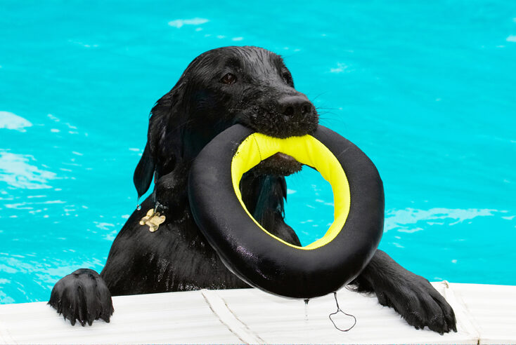 Dog, Dogs, Flat Coated Retriever, Loki, Pool, Retrievers, Swimming