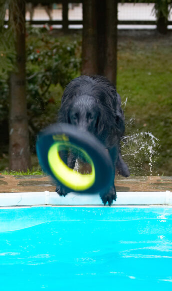 Dog, Dogs, Flat Coated Retriever, Loki, Pool, Retrievers, Swimming