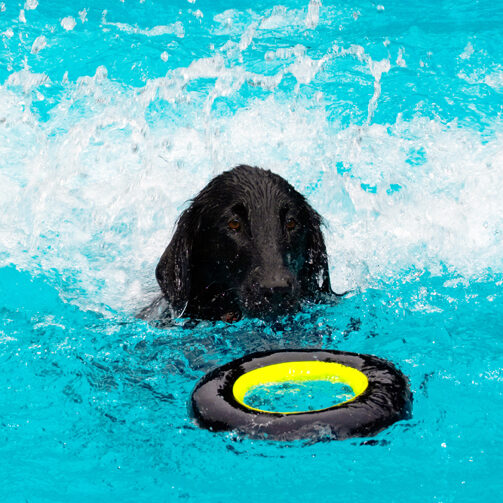Dog, Dogs, Flat Coated Retriever, Loki, Pool, Retrievers, Swimming