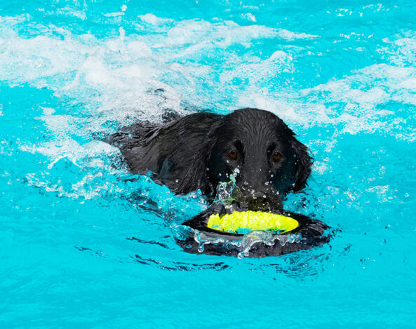Dog, Dogs, Flat Coated Retriever, Loki, Pool, Retrievers, Swimming