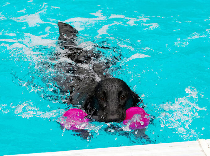 Dog, Dogs, Flat Coated Retriever, Loki, Pool, Retrievers, Swimming