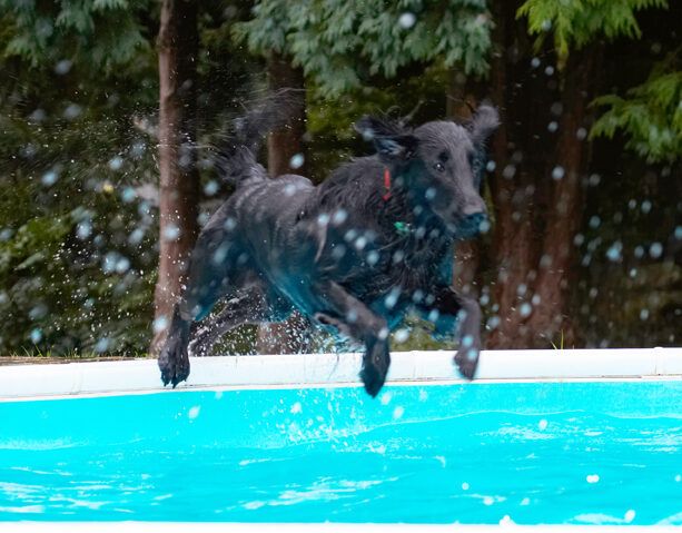 Dog, Dogs, Flat Coated Retriever, Loki, Pool, Retrievers, Swimming